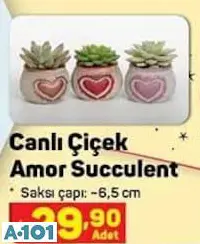 CANLI ÇİÇEK SUKULENT CANLI ÇİÇEK SUKULENT